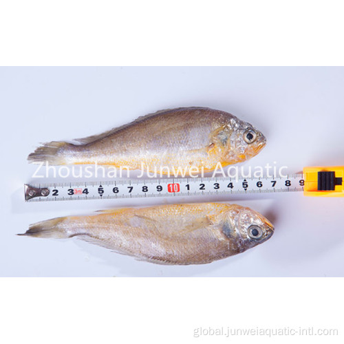 Frozen Mahi Mahi Fish fresh frozen yellow croaker for sale Supplier